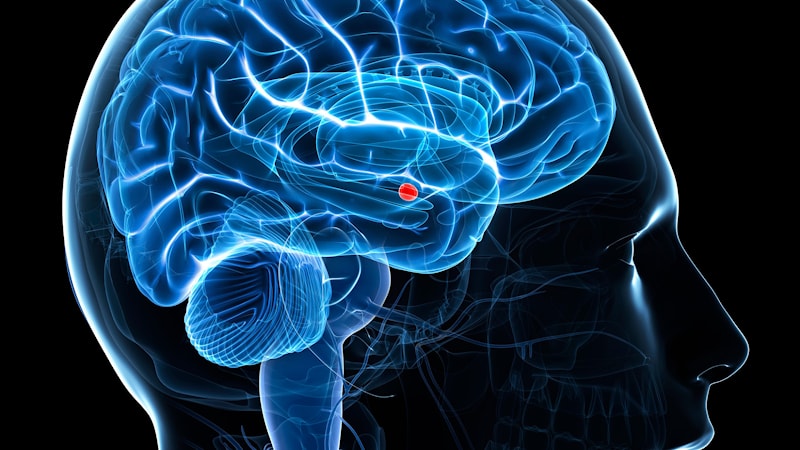 Как можно влиять на миндалевидное тело в мозге  